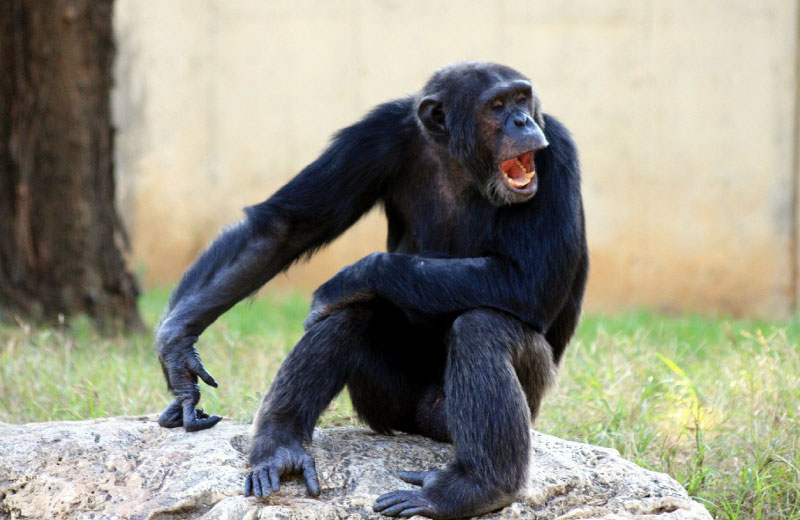 chimpanzee-yawning