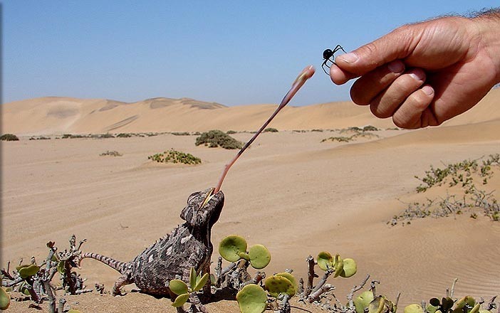 welwitschia-and-moon-landscape-namibia-day-tours